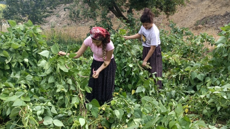 İslahiye’nin Bin 600 Rakımlı Huzurlu Yaylası’nda Son Ürünler Hasat Ediliyor