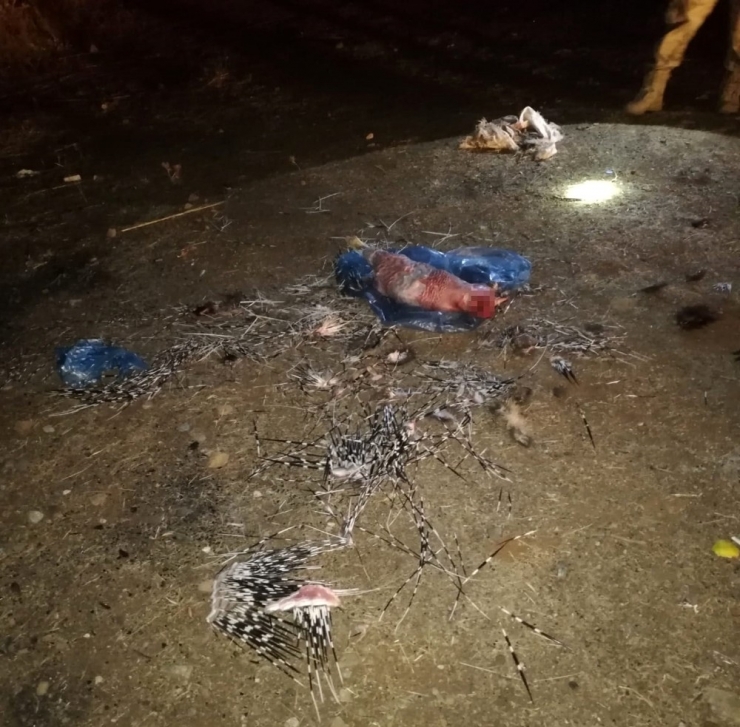 Kirpi Avlayan 2 Kişiye 8 Bin Tl Para Cezası