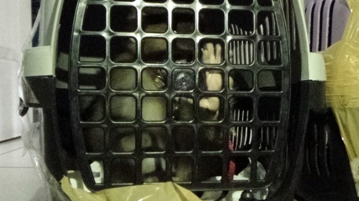 İstanbul’da Kaçak Maymun Operasyonu