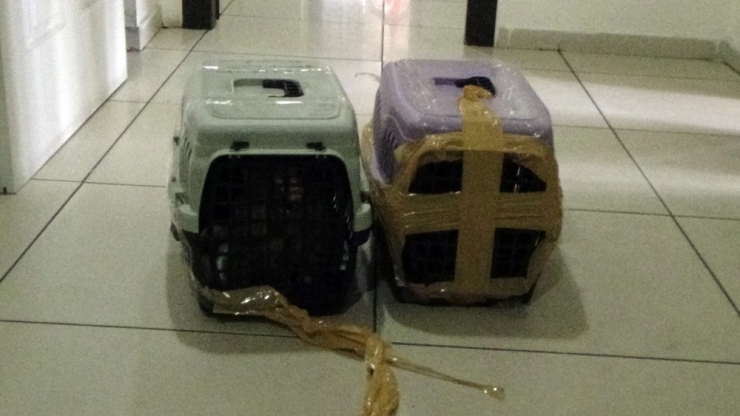 İstanbul’da Kaçak Maymun Operasyonu