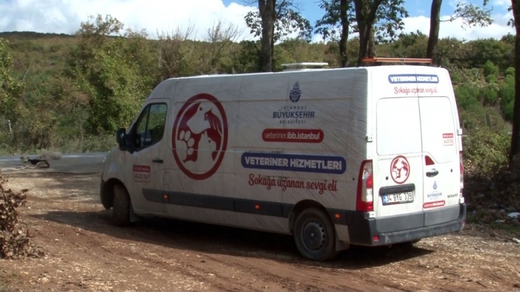 Ormana Bırakılmak Üzere Toplanan Köpeklerin Yardımına Hayvanseverler Yetişti