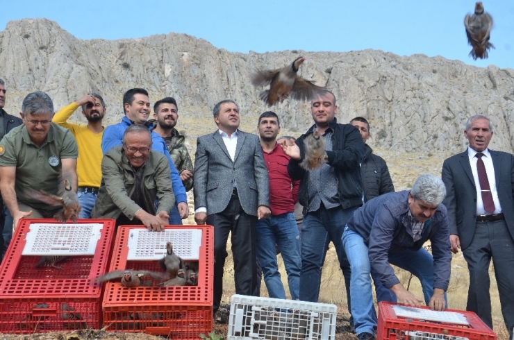Elbistan’da 500 Kınalı Keklik Doğayla Buluştu