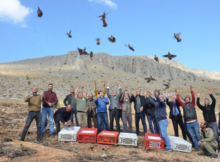 Elbistan’da 500 Kınalı Keklik Doğayla Buluştu