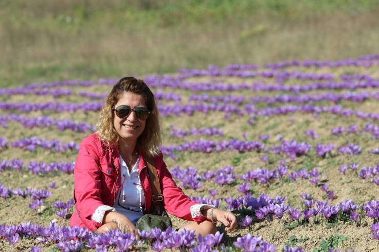 Mutluluk İksiri: Safran