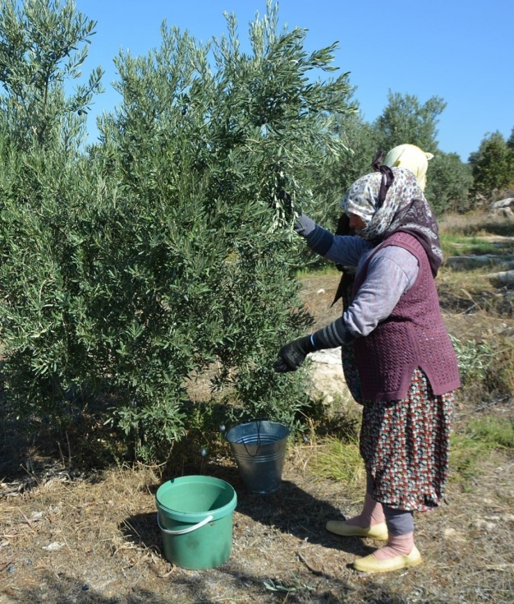 Dane Zeytine Destek Müjdesi
