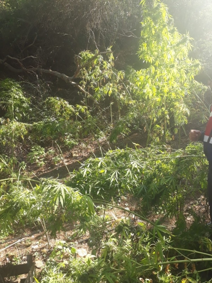 Ormanlık Alana Kenevir Ekenler Tutuklandı