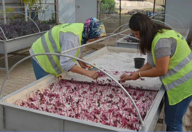Mersin Büyükşehir Belediyesi Çiçeği Kendi Üreterek Tasarruf Ediyor