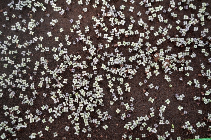 Mersin Büyükşehir Belediyesi Çiçeği Kendi Üreterek Tasarruf Ediyor