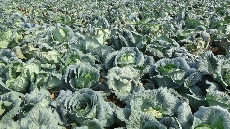 Muş’ta Lahana Hasadı Başladı