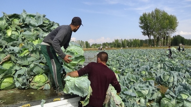 Muş’ta Lahana Hasadı Başladı