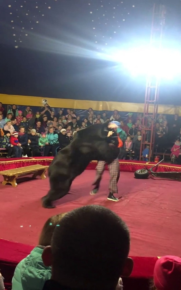 Sirkte Gösteri Yapan Ayı, Terbiyecisine Saldırdı