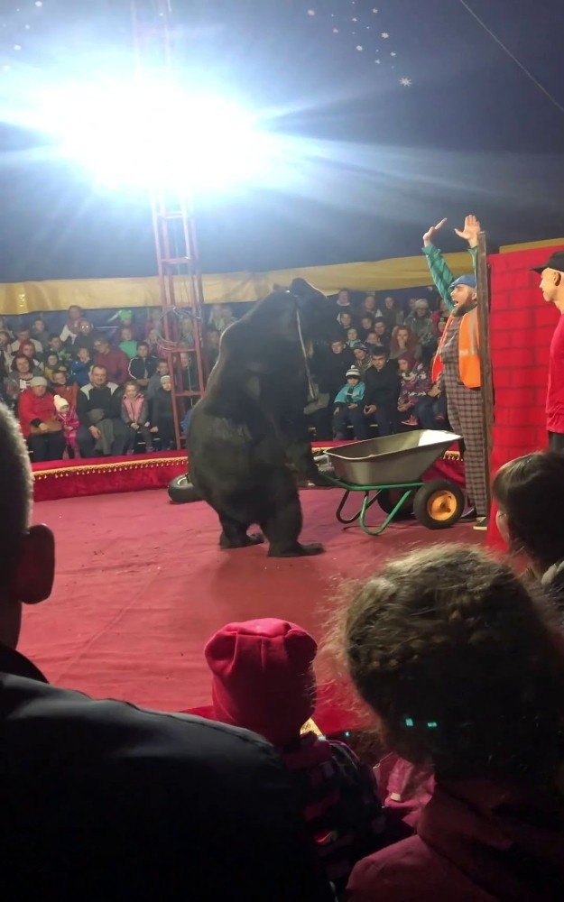 Sirkte Gösteri Yapan Ayı, Terbiyecisine Saldırdı