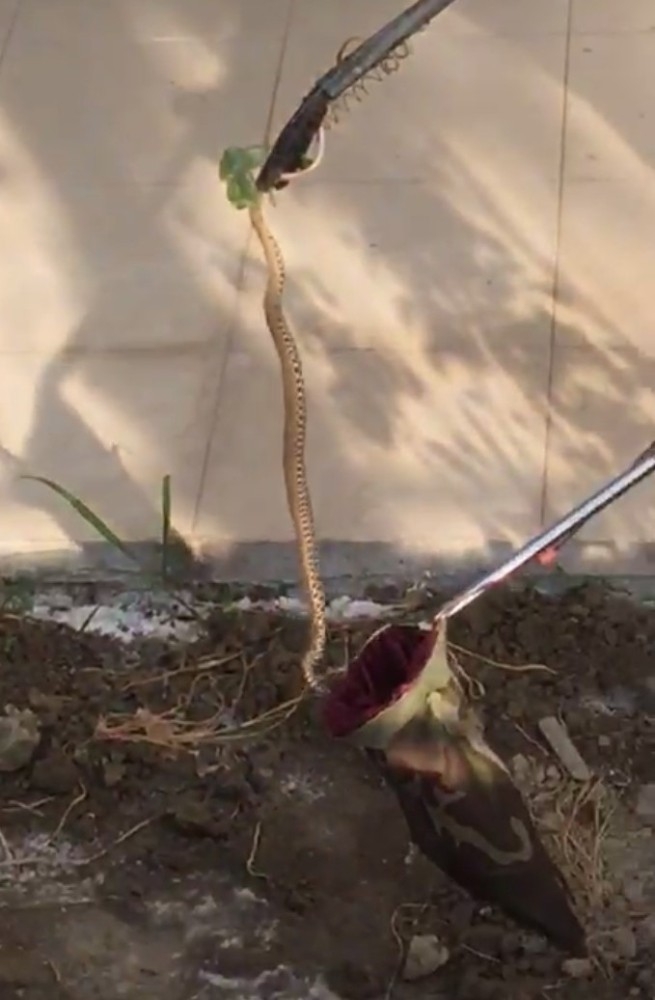 Buldan’da Zehirli Engerek Yılanı Paniği