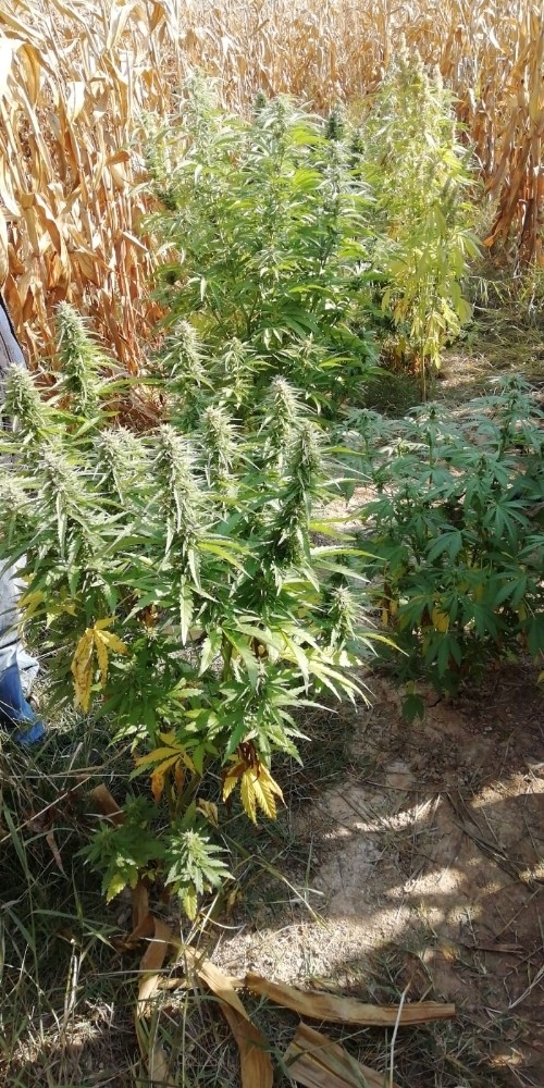 Elbistan’da Uyuşturucu Operasyonu