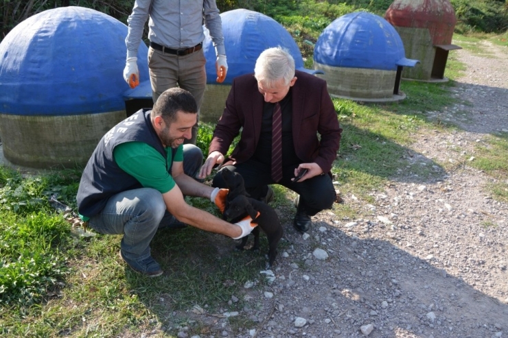 Kartepe’de Sokak Hayvanları Yemlenerek Aşılandı