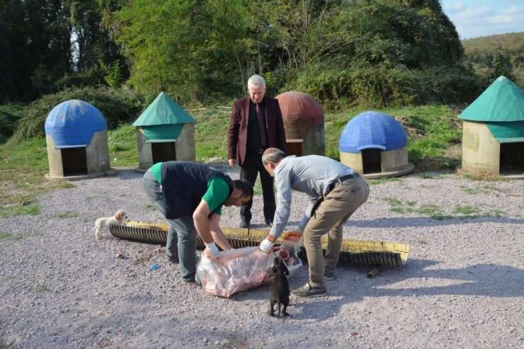 Kartepe’de Sokak Hayvanları Yemlenerek Aşılandı