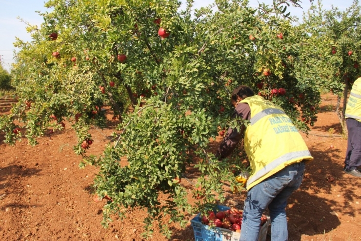 Şanlıurfa’da Dar Gelirli Ailelere Meyve İkramı