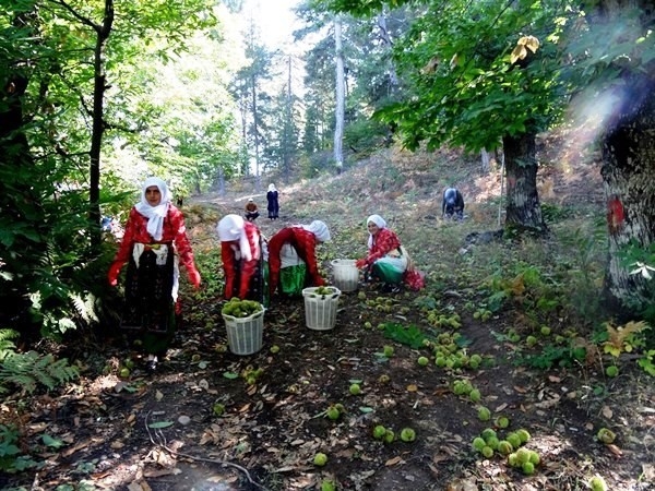 Kestane Hasadı Başladı
