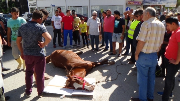 İpinden Çözülen At Minibüse Çarpıp Ağır Yaralandı