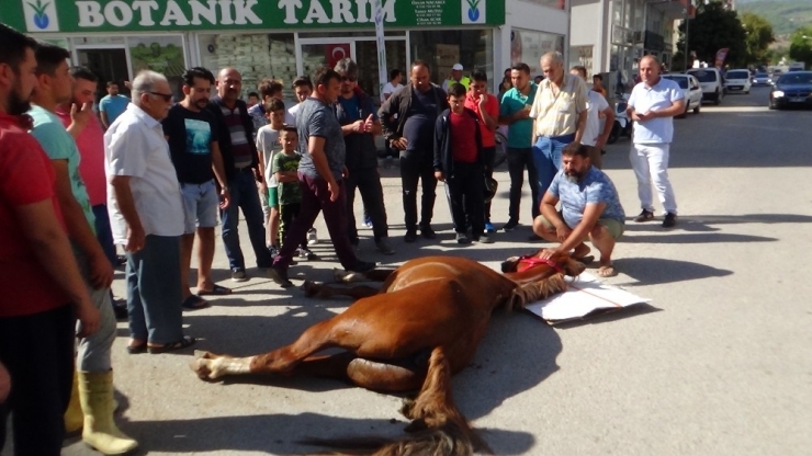 İpinden Çözülen At Minibüse Çarpıp Ağır Yaralandı