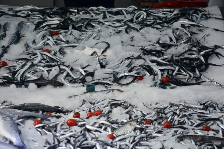 Karadeniz’de Zargana Balıkçıların Yüzünü Güldürdü