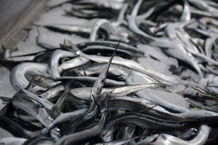 Karadeniz’de Zargana Balıkçıların Yüzünü Güldürdü