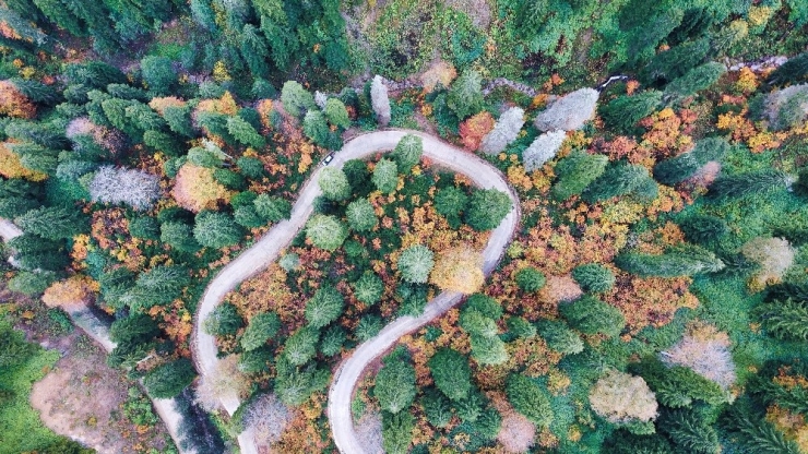Doğal Ağaç Müzesinde Büyüleyici Sonbahar Manzaraları