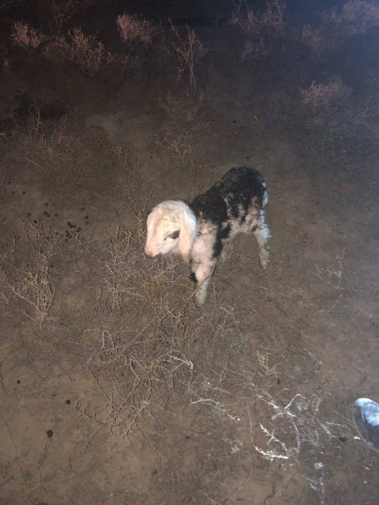 Kaybolan Koyun Sürüsünü Jandarma Buldu