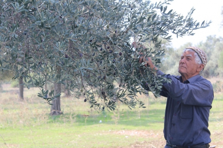 Milas Belediyesi’nden Satılık Yeni Mahsul Zeytinler