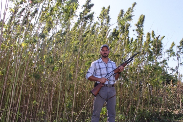 Amerika’dan Geldi, Türkiye’de Tüfekle Koruyarak Kenevir Üretti