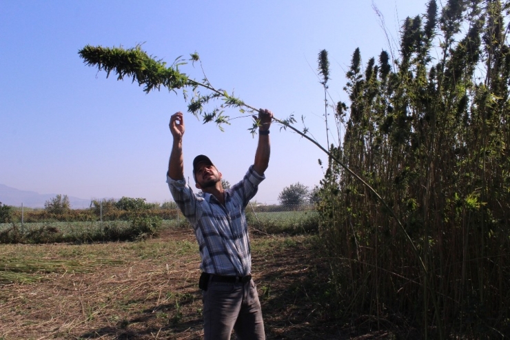 Amerika’dan Geldi, Türkiye’de Tüfekle Koruyarak Kenevir Üretti