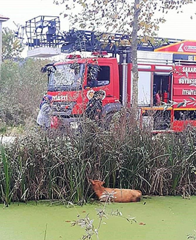 Kanala Düşen İneği İtfaiye Ekipleri Kurtardı