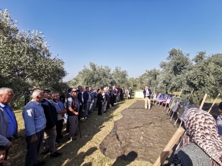 Gübretaş, Zeytinde 4 Kat Verim Artışı Sağlamasının Coşkusunu Üreticiyle Paylaştı