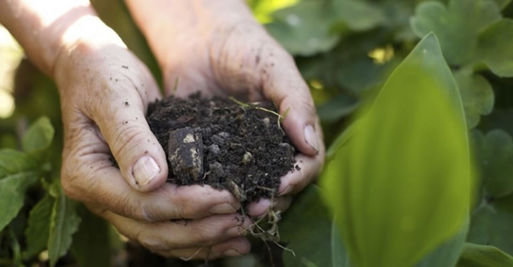 Doğu Karadeniz’de Fındık Ve Çay Tarımı Tehlikede