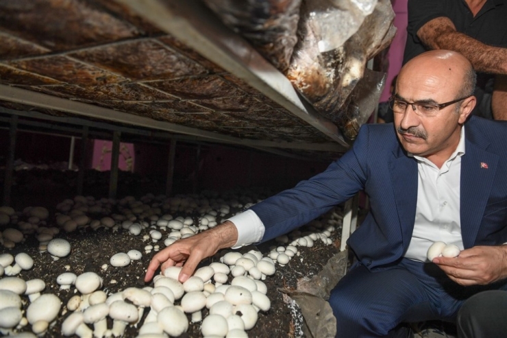 Vali Demirtaş, Mantar Üretim Tesisini Ziyaret Etti