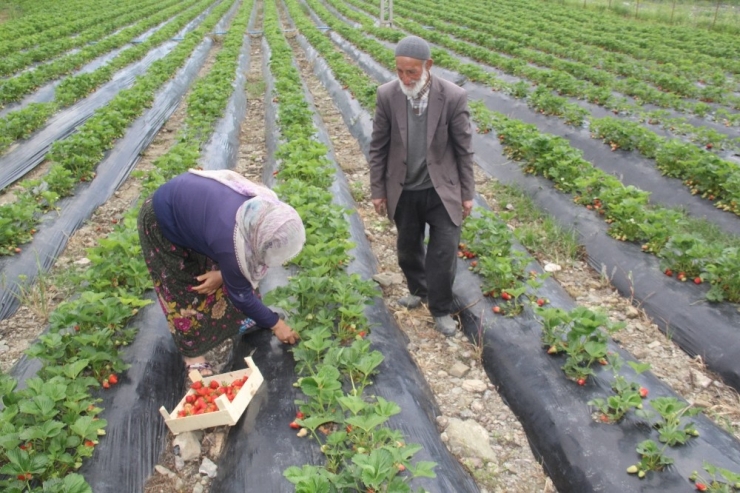 Sason’da Çilek Hasadı Devam Ediyor