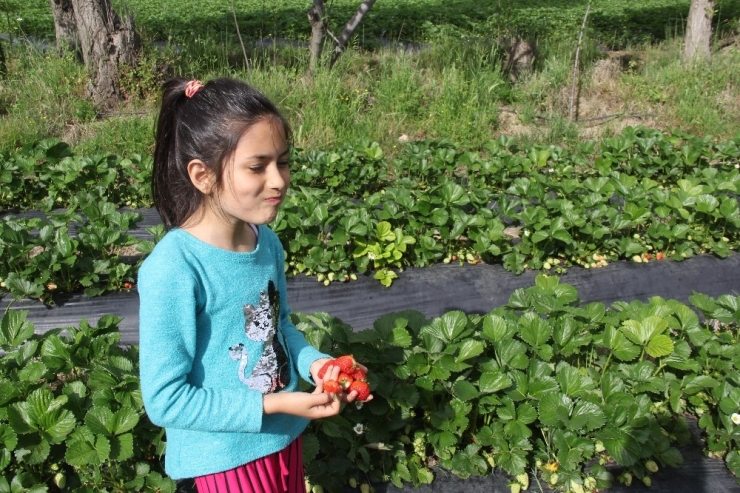Sason’da Çilek Hasadı Devam Ediyor