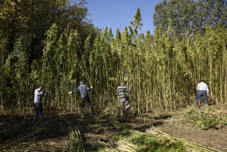 100 Metrekarelik Dükkanda İşlediği Keneviri Dünyaya Satıyor