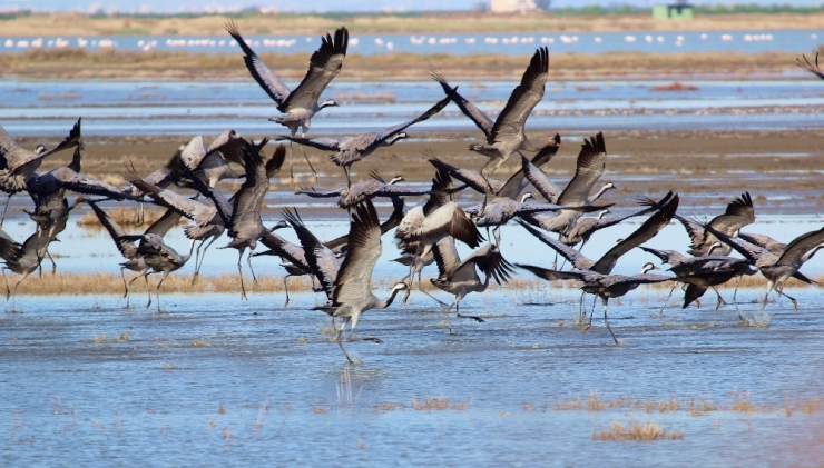 Göç Eden Turnalar Kameralara Yansıdı