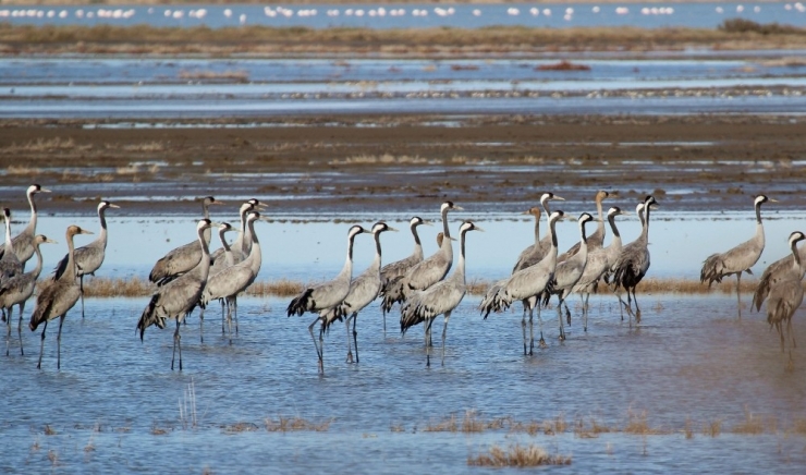 Göç Eden Turnalar Kameralara Yansıdı