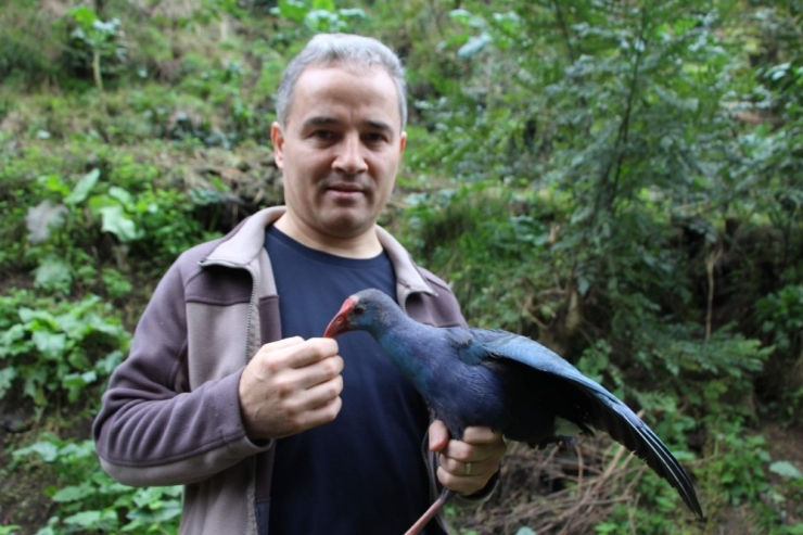 Yorgun Düşen Saz Horozu’nun Önce Bakımını Yaptı Sonra Da Doğaya Bıraktı