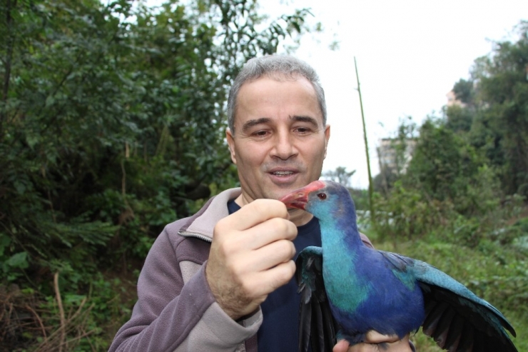 Yorgun Düşen Saz Horozu’nun Önce Bakımını Yaptı Sonra Da Doğaya Bıraktı
