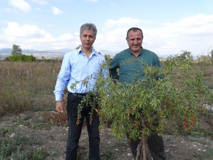 Kiraladıkları 10 Dönüm Arazide ’Goji Berry’ Meyvesi Yetiştiriciliğine Başladılar