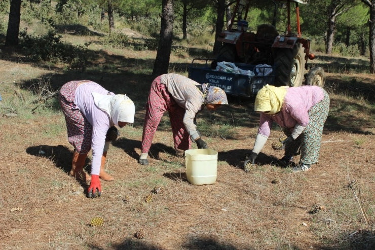 Ormandaki Fıstık Çamı Hazinesi