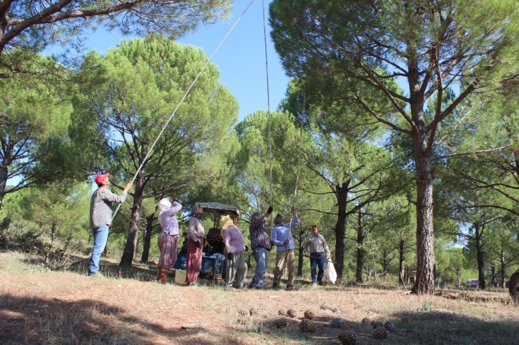 Ormandaki Fıstık Çamı Hazinesi