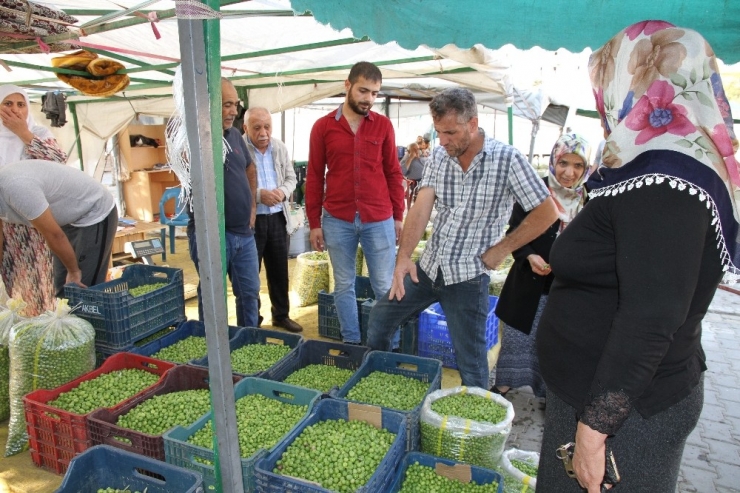 Zeytin Satıcıları Damlama Sulama Sisteminden Şikayetçi