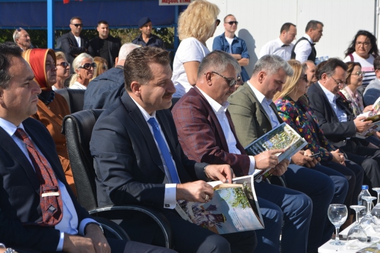 Ayvalık’ta Zeytin Hasat Coşkusu Zirveye Taşındı