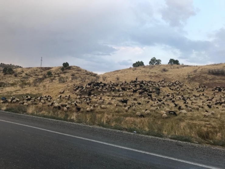 Siirt’te Kamyonun Çarptığı 15 Koyun Telef Oldu