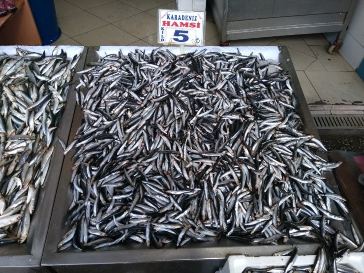 Yozgat’ta Hamsinin Kilosu 5 Liraya Düştü
