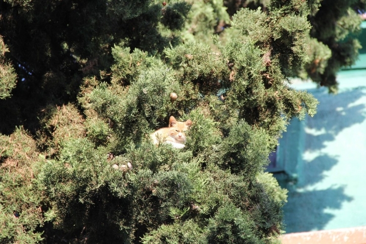 Ağaçta 4 Gün Mahsur Kalan Kediyi Vatandaşlar Kurtardı